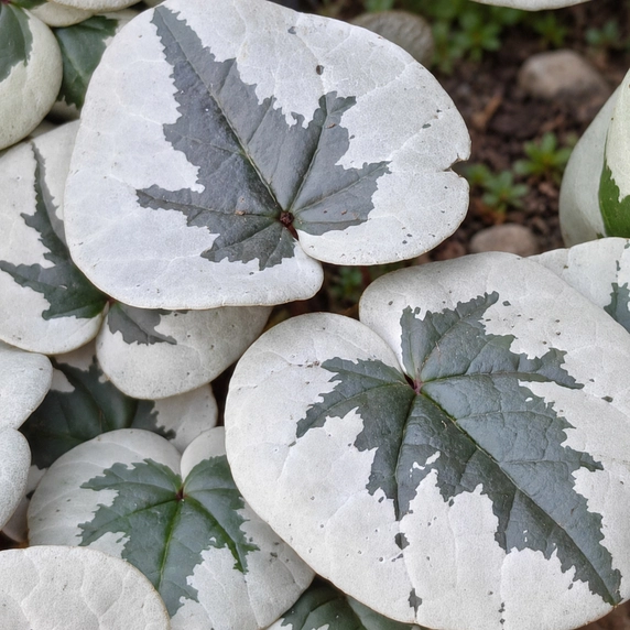 Cyclamen coum 'Xmas Leaf Rose' - image 2