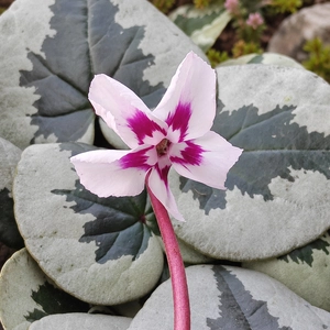 Cyclamen coum 'Xmas Leaf White' - image 1