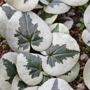 Cyclamen coum 'Xmas Leaf White' - image 2