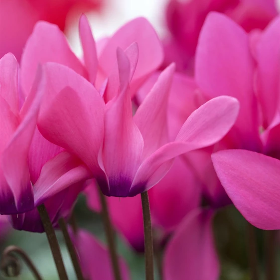 Cyclamen coum 'Dark Rose' 9cm