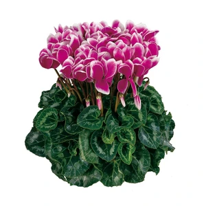 Cyclamen Fantasia® Purple