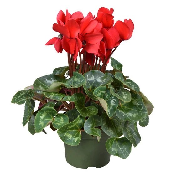 Cyclamen persicum 'Halios Scarlet Red'