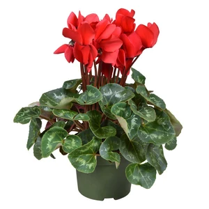 Cyclamen persicum 'Halios Scarlet Red'