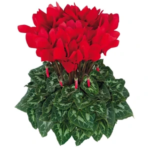 Cyclamen persicum 'Halios Scarlet Red'