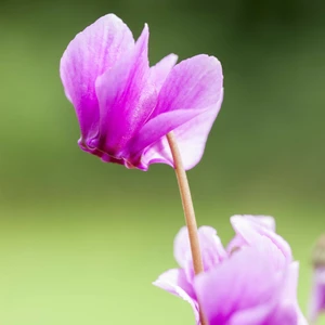 Cyclamen hederifolium 9cm