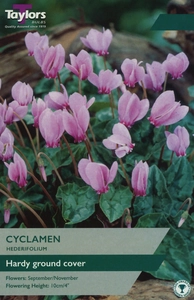 Cyclamen hederifolium