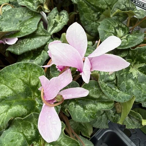 Cyclamen hederifolium Light Pink 9cm