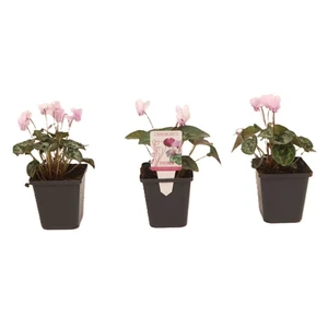 Cyclamen hederifolium Light Pink 9cm - image 2