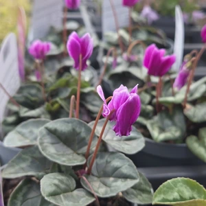 Cyclamen hederifolium Purple 9cm