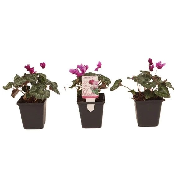 Cyclamen hederifolium Purple 9cm - image 2