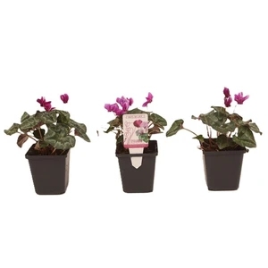 Cyclamen hederifolium Purple 9cm - image 2