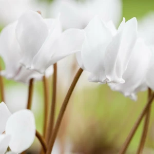 Cyclamen hederifolium White 9cm