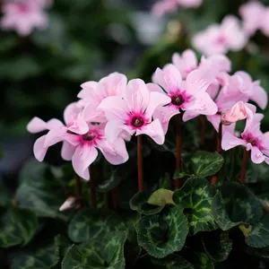 Cyclamen persicum 'Illusia' 9cm - image 1