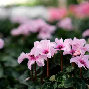 Cyclamen persicum 'Illusia' 9cm - image 2