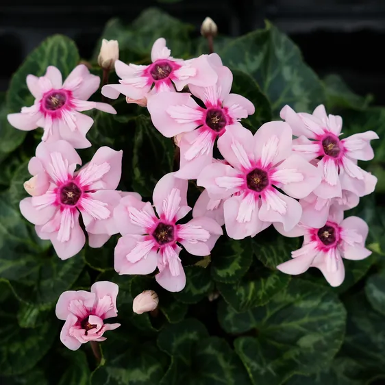 Cyclamen persicum 'Illusia' 9cm - image 3