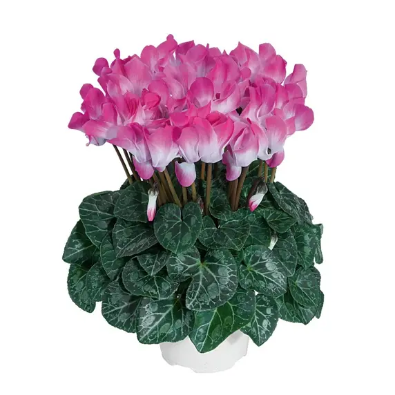 Cyclamen Indiaka 'Fuchsia'