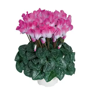 Cyclamen Indiaka 'Fuchsia'