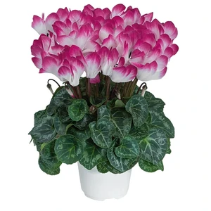 Cyclamen Indiaka 'Magenta'