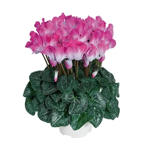 Cyclamen Indiaka® 'Pink'