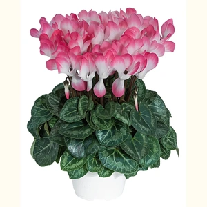 Cyclamen Indiaka 'Salmon'