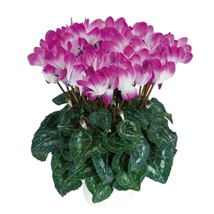 Cyclamen Indiaka 'Violet' 1L