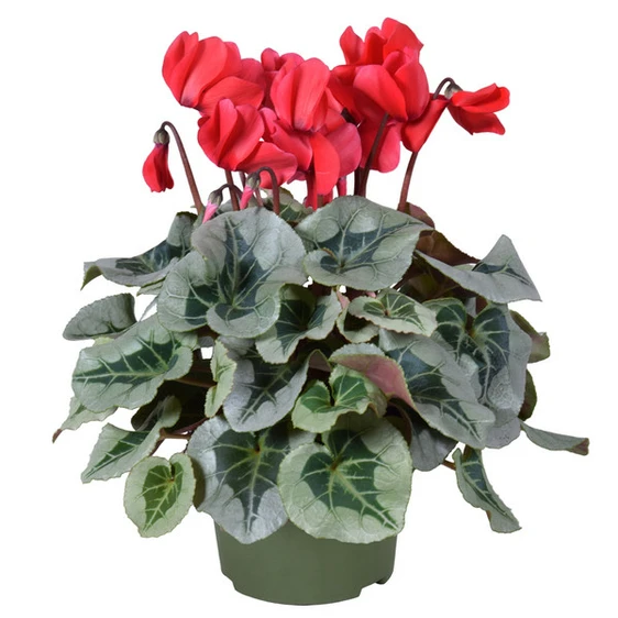 Cyclamen persicum Metis 'Decora Red'