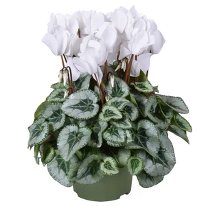 Cyclamen persicum Metis 'Decora White'