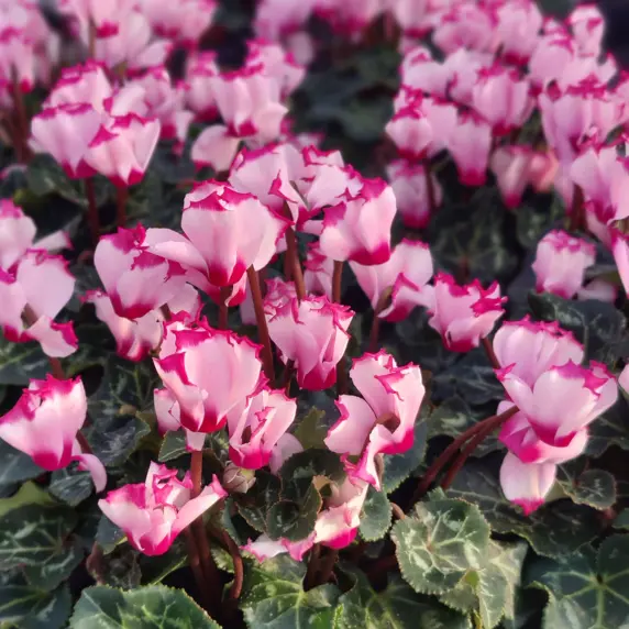 Cyclamen Metis 'Victoria Pink' 10.5cm