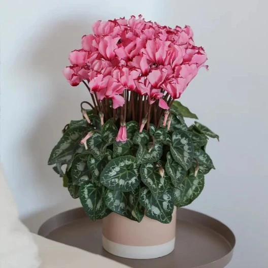 Cyclamen persicum Metis 'Victoria Salmon' - image 2