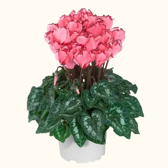 Cyclamen persicum Metis 'Victoria Salmon' - image 1