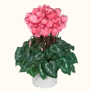 Cyclamen persicum Metis 'Victoria Salmon' - image 1
