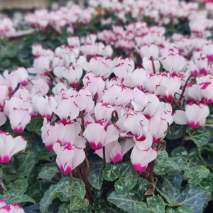 Cyclamen persicum Metis 'Victoria White' - image 2