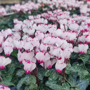 Cyclamen persicum Metis 'Victoria White' 10.5cm - image 1