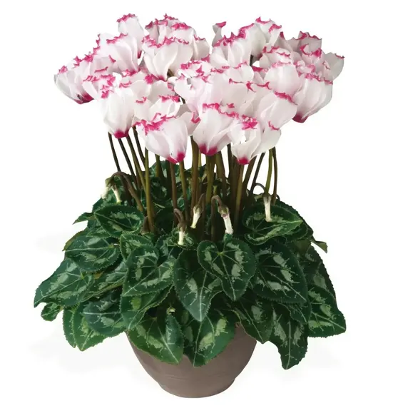 Cyclamen persicum Metis 'Victoria White' 10.5cm - image 2