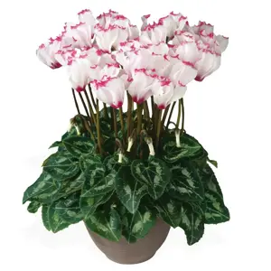 Cyclamen persicum Metis 'Victoria White' 10.5cm - image 2