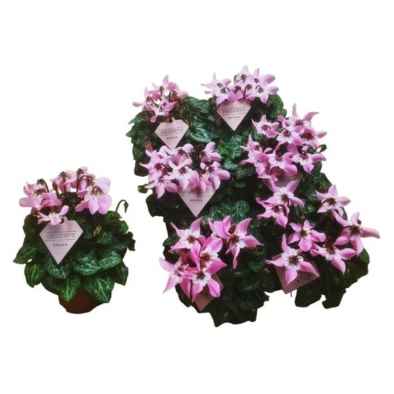 Cyclamen mini Super Series 'Djix' - Pink 10.5cm - image 2