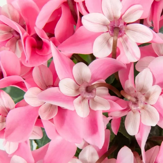 Cyclamen mini Super Series 'Djix' - Pink 10.5cm - image 1