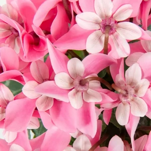 Cyclamen mini Super Series 'Djix' - Pink 10.5cm - image 1