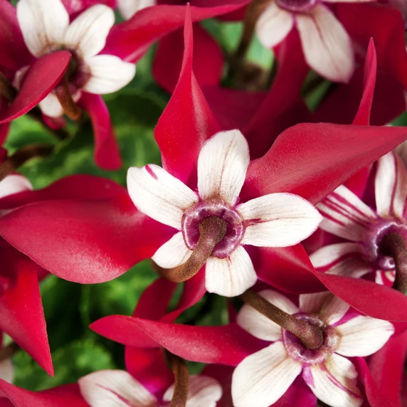 Cyclamen mini Super Series 'Djix' - Red 7cm - image 1