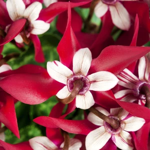 Cyclamen mini Super Series 'Djix' - Red 7cm - image 1