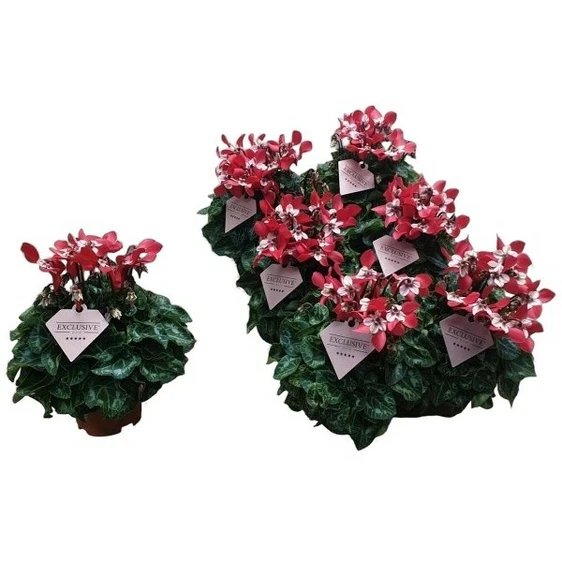 Cyclamen mini Super Series 'Djix' - Red 10.5cm - image 2