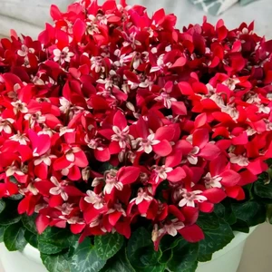 Cyclamen mini Super Series 'Djix' - Red 10.5cm - image 1