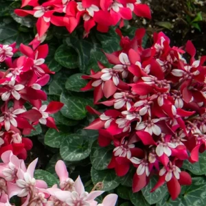 Cyclamen mini Super Series 'Djix' - Wine Red 10.5cm - image 1