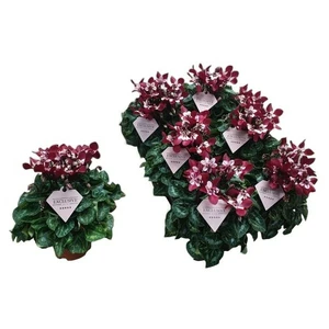 Cyclamen mini Super Series 'Djix' - Wine Red 10.5cm - image 2