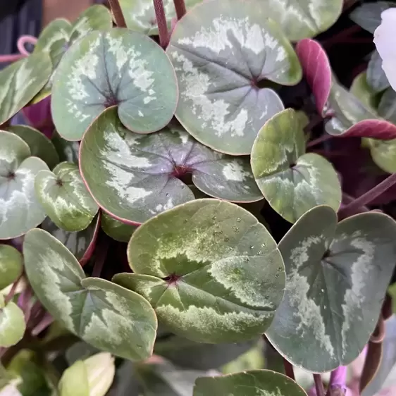 Cyclamen coum 'Pink' 9cm - image 3