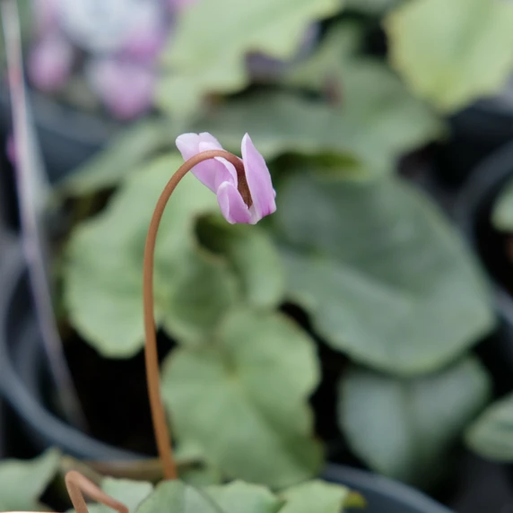 Cyclamen hederifolium 'Pink Platinum Leaf' - image 1