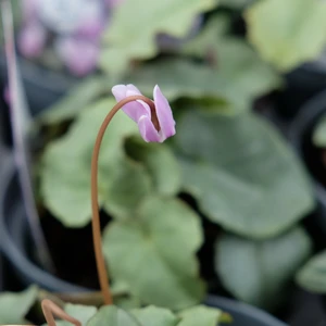 Cyclamen 'Pink Platinum Leaf'