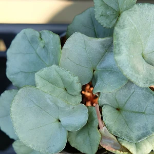 Cyclamen hederifolium 'Pink Platinum Leaf' - image 2
