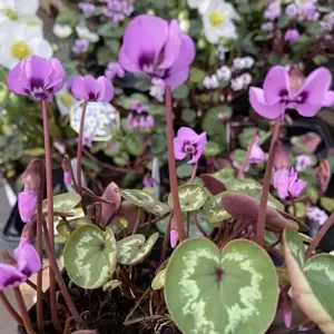 Cyclamen coum 'Rose' - image 2