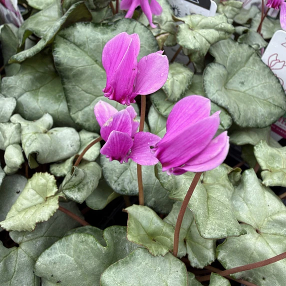 Cyclamen hederifolium 'Silver Leaf Dark Pink' - image 1